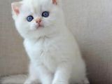 En Sakin Yavrularımızdan Ns1133 British Shorthair