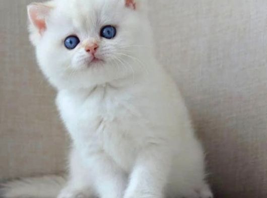 En Sakin Yavrularımızdan Ns1133 British Shorthair görsel