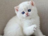 En Sakin Yavrularımızdan Ns1133 British Shorthair