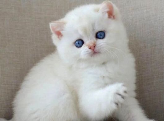 En Sakin Yavrularımızdan Ns1133 British Shorthair görsel