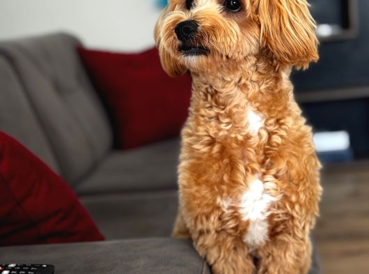 10 Aylık Erkek Maltıpoo