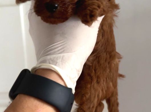 Teacup Poodle Yavrular görsel