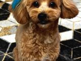10 Aylık Erkek Maltıpoo