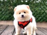 Ayıcık Surat Pomeranian Yavrular