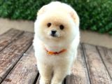 Ayıcık Surat Pomeranian Yavrular