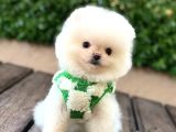 Ayıcık Surat Pomeranian Yavrular