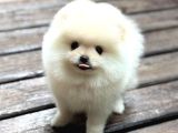 Ayıcık Surat Pomeranian Yavrular