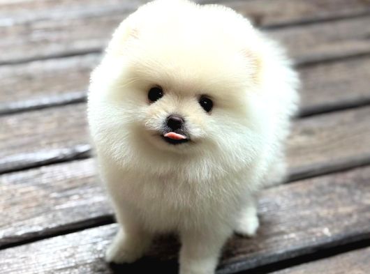 Ayıcık Surat Pomeranian Yavrular görsel