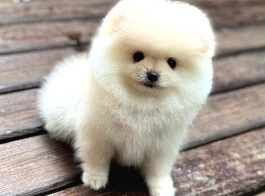 A Kalite Pomeranian Boo Yavrular görsel
