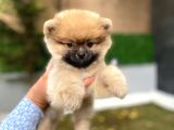 Ayıcık Surat  Pomeranian Boo Yavrular