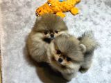 Ayıcık Surat  Pomeranian Boo Yavrular