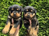 Koca Kafa erkek ve dişi rottweiler yavrular