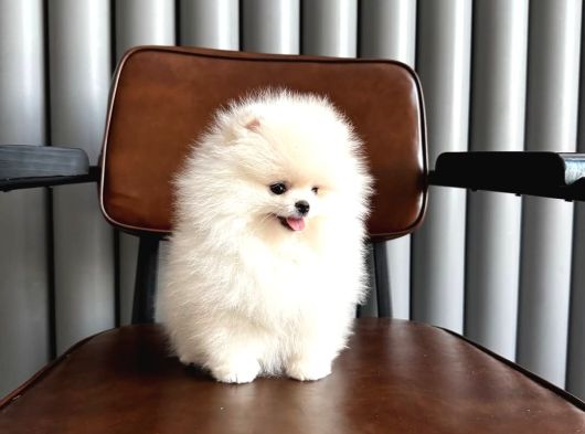 Karbeyaz Teacup Pomeranian Boo Yavrular görsel