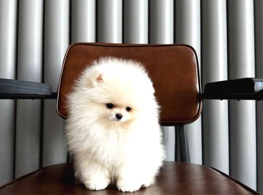 Karbeyaz Teacup Pomeranian Boo Yavrular görsel