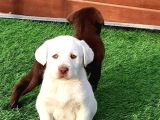 Labrador Retriever Yavrulari Istanbul