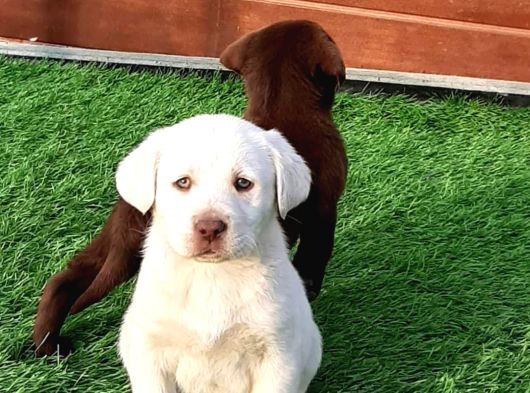 Labrador Retriever Yavrulari Istanbul görsel