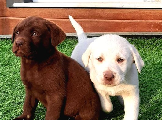 Labrador Retriever Yavrulari Istanbul