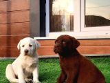 Labrador Retriever Yavrulari Istanbul