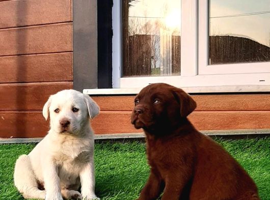 Labrador Retriever Yavrulari Istanbul görsel