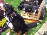 Bernese Mountain Dog Yavruları Istanbul