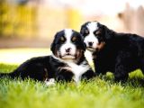 Bernese Mountain Dog Yavruları Istanbul