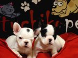 French Bulldog Bebekler