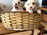 Evinizin Neşesi Maltipoo Yavrularımız