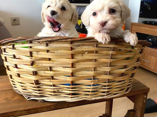 Evinizin Neşesi Maltipoo Yavrularımız görsel