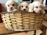 Evinizin Neşesi Maltipoo Yavrularımız