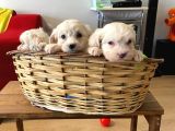 Evinizin Neşesi Maltipoo Yavrularımız