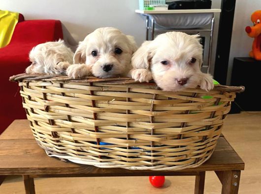 Evinizin Neşesi Maltipoo Yavrularımız görsel