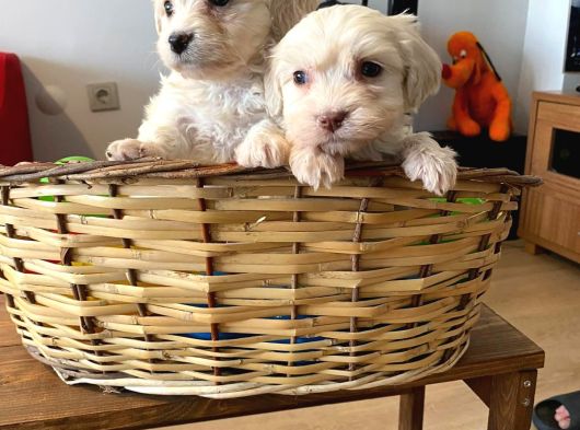 Evinizin Neşesi Maltipoo Yavrularımız