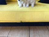 Maltipoo Yavrularımız Ev Doğumu