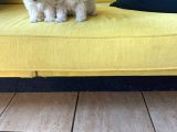 Maltipoo Yavrularımız Ev Doğumu