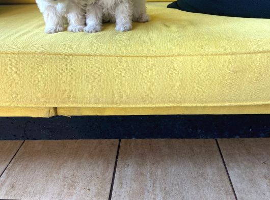 Maltipoo Yavrularımız Ev Doğumu görsel
