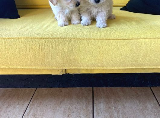 Maltipoo Yavrularımız Ev Doğumu görsel