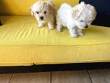 Maltipoo Yavrularımız Ev Doğumu