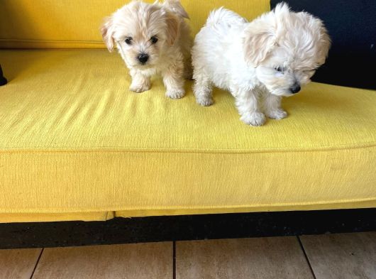 Maltipoo Yavrularımız Ev Doğumu görsel