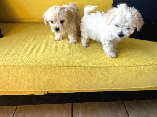 Maltipoo Yavrularımız Ev Doğumu