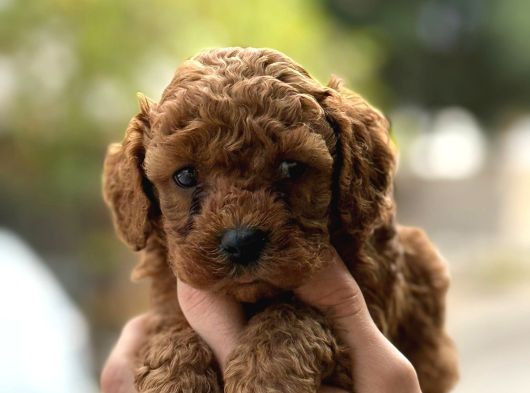 Kıvır Kıvır Toy Poodle Yavrularım görsel