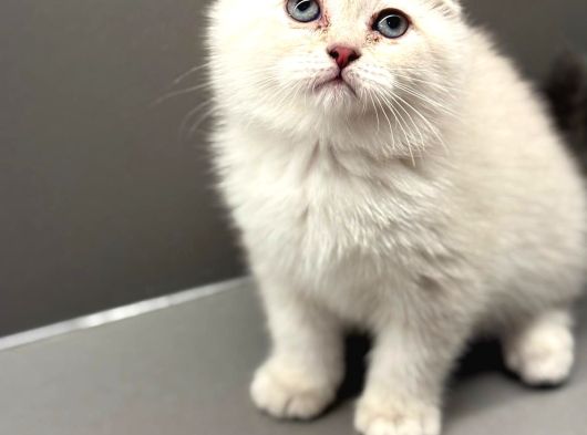 Show Kalite Scottish Fold Dişi Yavrumuz görsel