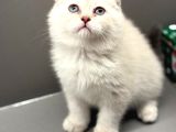 Show kalite scottish fold dişi yavrumuz