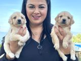 Bebekyüz Safkan Golden Retri̇ever Yavrularimiz