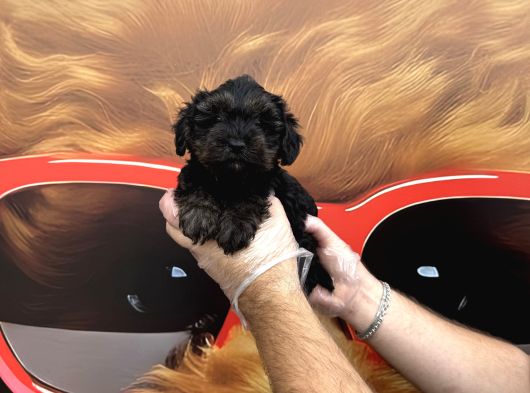 Türki̇yede Tek Gerçek Si̇lver Malti̇poo Yavrulari görsel