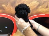 Türki̇yede Tek Gerçek Si̇lver Malti̇poo Yavrulari