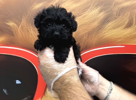 Türki̇yede Tek Gerçek Si̇lver Malti̇poo Yavrulari görsel