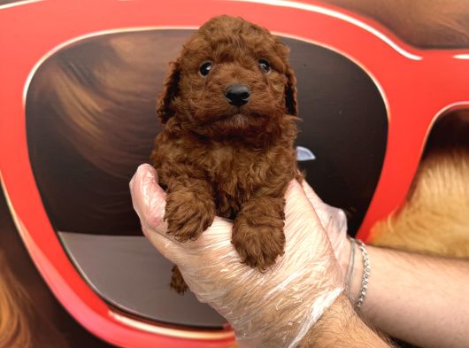 Dark Red Browne Toy Poodle Bebekleri̇mi̇z görsel