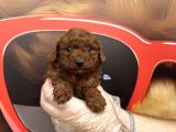 Dark Red Browne Toy Poodle Bebekleri̇mi̇z