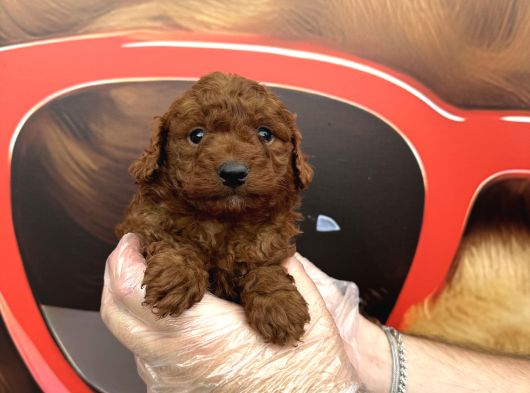 Dark Red Browne Toy Poodle Bebekleri̇mi̇z görsel