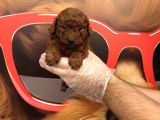 Dark Red Browne Toy Poodle Bebekleri̇mi̇z